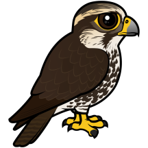 Saker Falcon