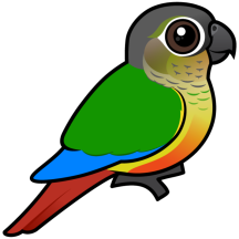 Yellow-sided Conure