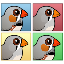 Four Color Zebra Finch
