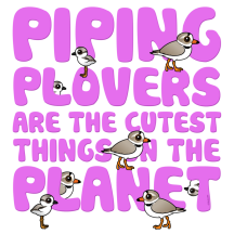 Piping Plovers are the Cutest