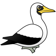Masked Booby