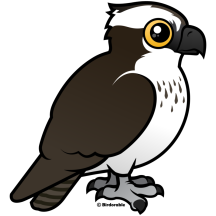 Osprey