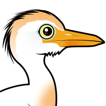 Egrets & Other Waders