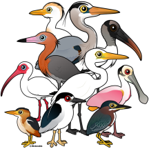 North American Waders