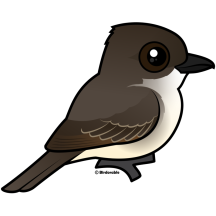 Eastern Phoebe