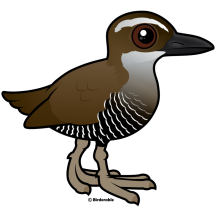 Guam Rail