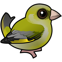 European Greenfinch