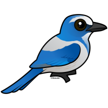Florida Scrub-Jay