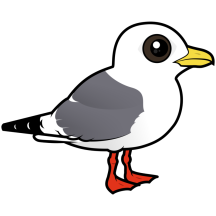 Red-legged Kittiwake