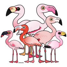 Flamboyance