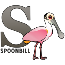 S is for Spoonbill