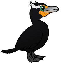 Double-crested Cormorant