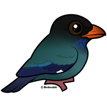 Dollarbird