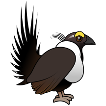 Sage Grouse