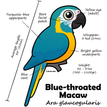 Blue-throated Macaw Statistics