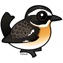 Whinchat