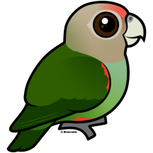 Cape Parrot