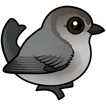 Bushtit (Pacific)