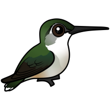 Female Ruby-throated Hummingbird