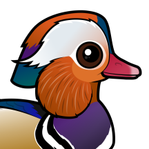 Ducks & Geese