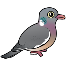 Common Wood Pigeon