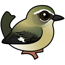 Black-throated Blue Warbler (female)