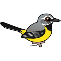 Grey Wagtail