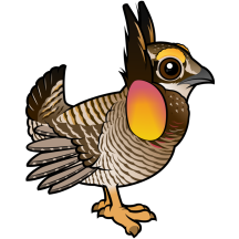 Attwater's Prairie-Chicken