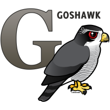 G is for Goshawk