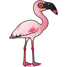 Lesser Flamingo