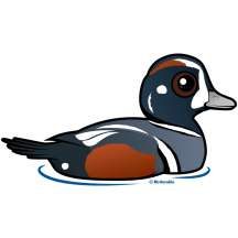 Harlequin Duck