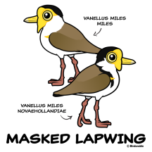 Masked Lapwing subspecies
