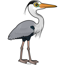 Grey Heron