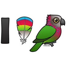 I Love Red-fan Parrots