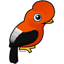 Andean Cock-of-the-rock