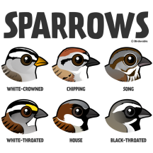Sparrows