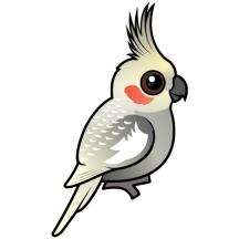 Spangled Cockatiel