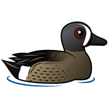 Blue-winged Teal
