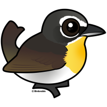 Yellow-breasted Chat