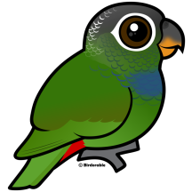 Scaly-headed Parrot