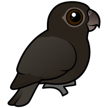 Greater Vasa-Parrot
