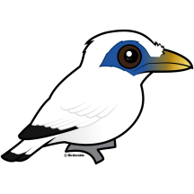 Bali Mynah