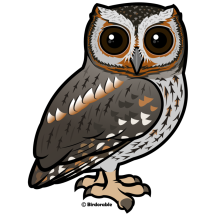 Flammulated Owl