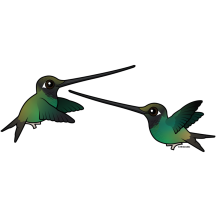 Sword-fighting Hummingbirds