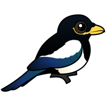 Yellow-billed Magpie