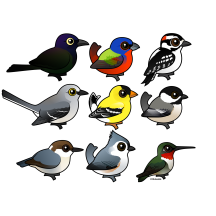 9 Southeast USA Backyard Birds