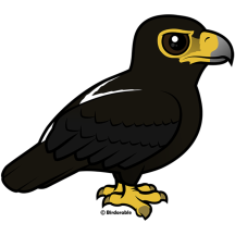 Verreaux's Eagle