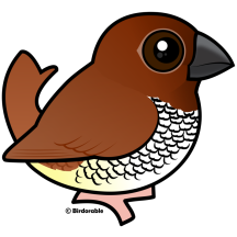 Scaly-breasted Munia