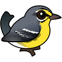 Adelaide's Warbler