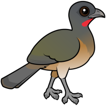 Plain Chachalaca